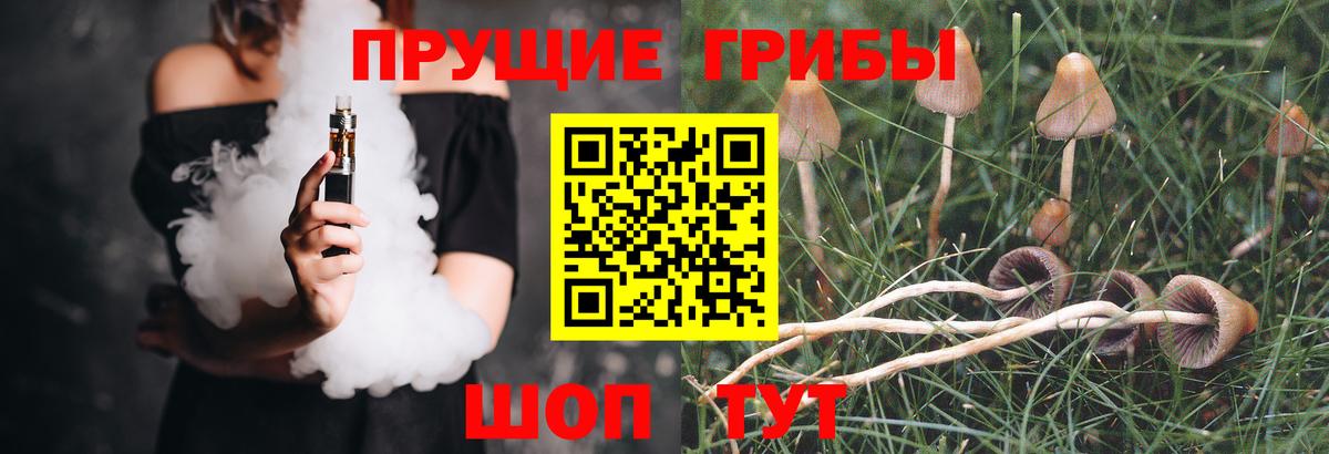 Псилоцибиновые грибы Psilocybe  Минеральные Воды  Галлюциногенные грибы прущие грибы 